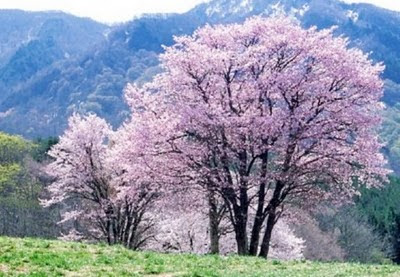 Árvore sakura